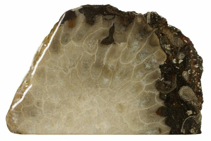 Free-Standing, Petoskey Stone (Fossil Coral) Section - Michigan #160261